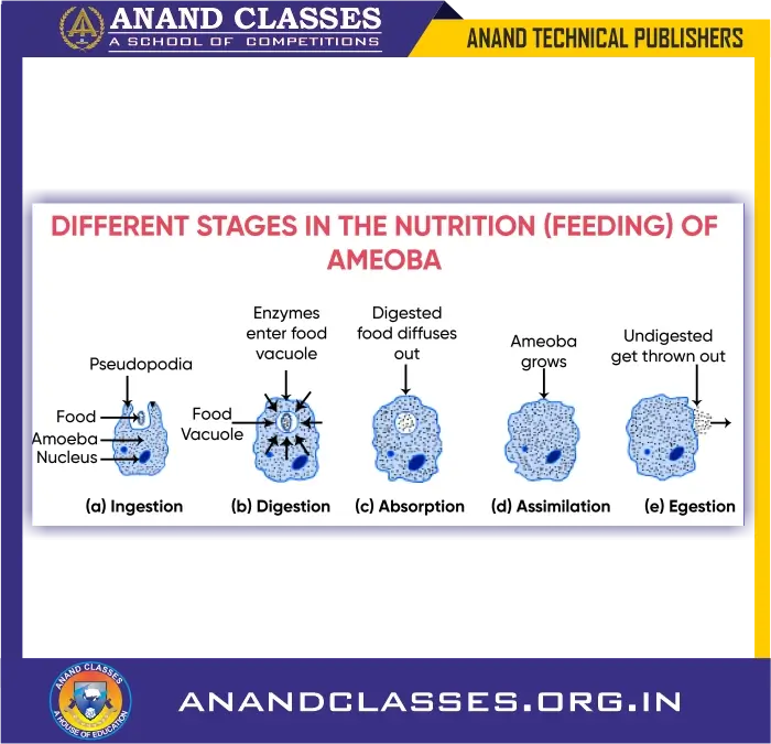 Steps of nutrition in animals explained with examples (amoeba and paramecium)-anand classes Different stages in the nutrition (feeding) of amoeba