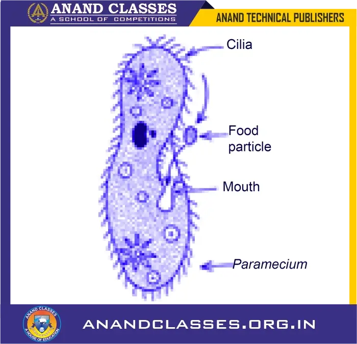 Steps of nutrition in animals explained with examples (amoeba and paramecium)-anand classes Paramecium puts the food particle into its mouth with the help of cilia.