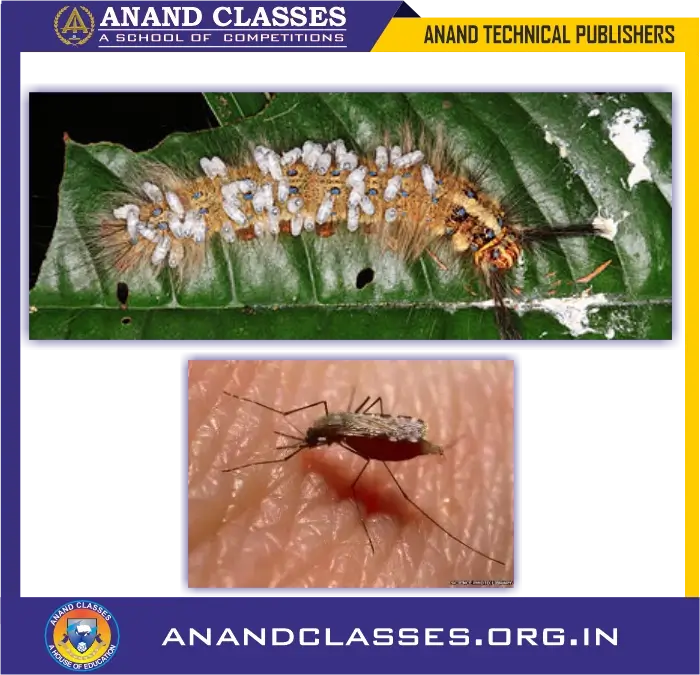 Parasitic nutrition for class 10 science biology and neet foundation, mcqs, questions answers, worksheet, test paper-anand classes Types of heterotrophic nutrition-parasitic nutrition
