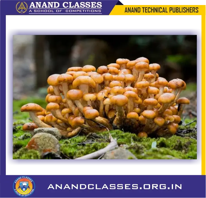 Saprotrophic nutrition (saprophytic nutrition) for class 10 science biology and neet foundation-anand classes Saprotrophic nutrition (or saprophytic nutrition
