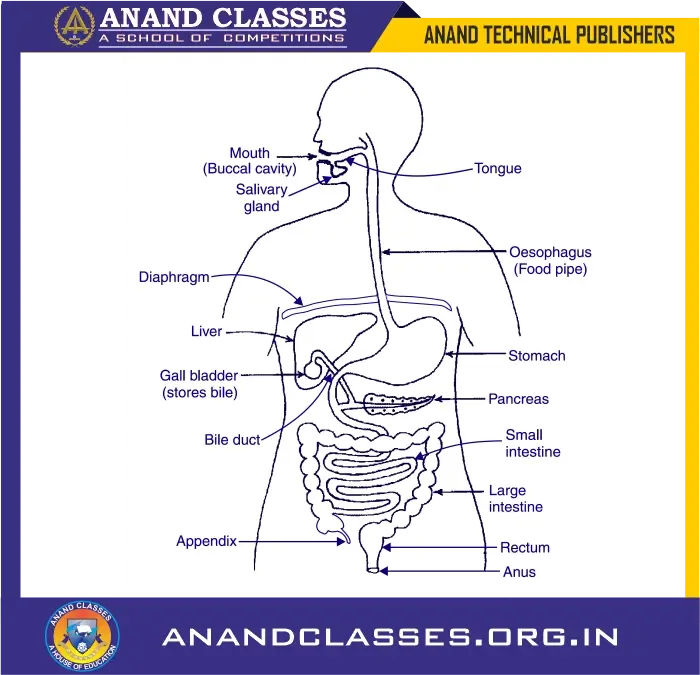 Nutrition in human beings | human digestive system explained class 10 science-anand classes The human digestive system