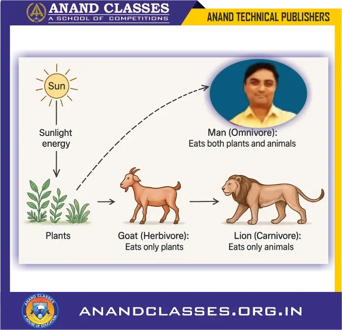 Nutrition in animals class 10 | q&a, assertion-reason mcqs with explanations-anand classes Diagram to show how all living things (plants and animals) depend on sun for their food.