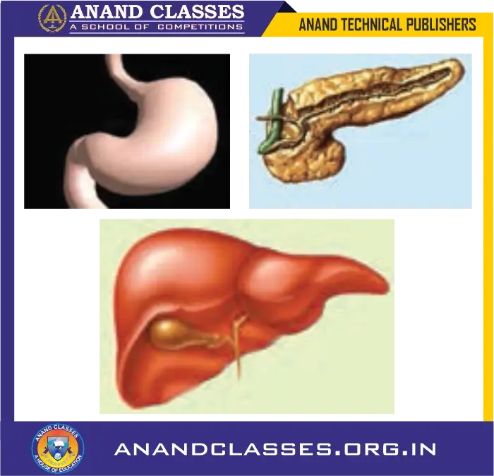 Nutrition in human beings | human digestive system explained class 10 science-anand classes Fig. 1 the glands in the walls of the stomach secrete gastric juice containing hydrochloric acid, enzyme pepsin and mucus. Fig. 2 pancreas secretes pancreatic juice into the small intestine which contains three digestive enzymes : pancreatic
amylase, trypsin and lipase. Fih. 3 liver secretes bile into the small intestine. We can also see the gall bladder in this picture which stores bile.