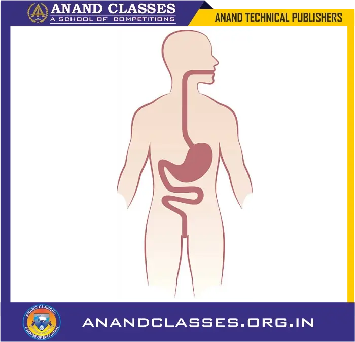 Nutrition in human beings | human digestive system explained class 10 science-anand classes The inner side of food pipe (or oesophagus)
