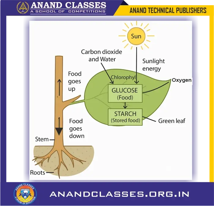 Nutrition in plants, mechanism and conditions of photosynthesis class 10 science biology and neet foundation-anand classes Green plants make their own food by photosynthesis. The process of photosynthesis takes place in the green leaves of a plants.