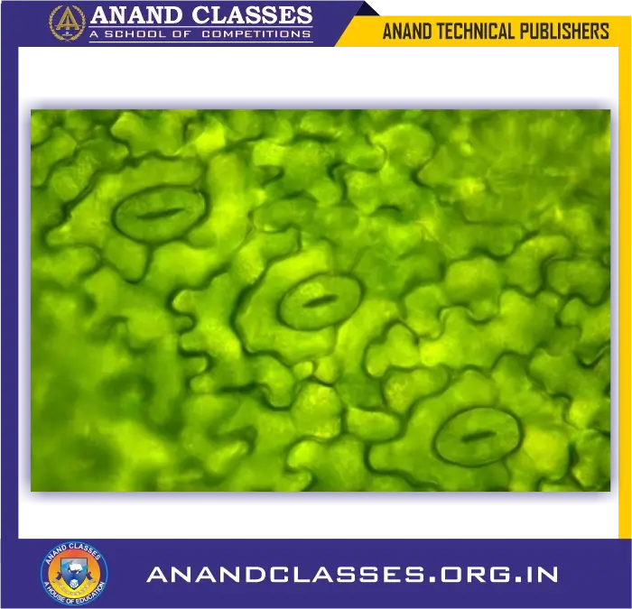 Nutrition in plants, mechanism and conditions of photosynthesis class 10 science biology and neet foundation-anand classes Carbon dioxide enters the leaves through tiny pores in them called stomata.
