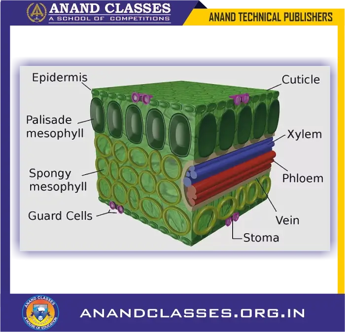Site of photosynthesis: chloroplasts(structure and function of chloroplasts) for class 10 science biology and neet foundation-anand classes Site of photosynthesis: chloroplasts