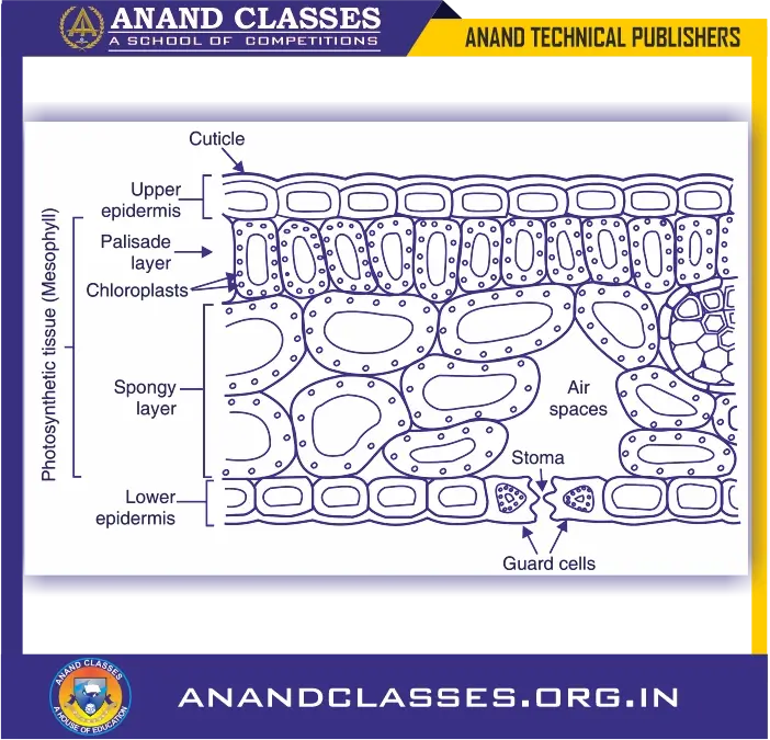 Site of photosynthesis: chloroplasts(structure and function of chloroplasts) for class 10 science biology and neet foundation-anand classes The structure of a leaf to show chloroplasts in it