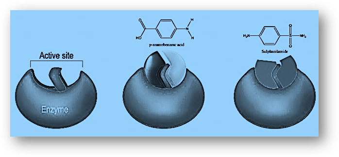 Drugs-target interaction prediction-chemistry in everyday life class 12 notes-anand classes Enzyme as a drug target. Drugs-target interaction prediction-chemistry in everyday life class 12 notes