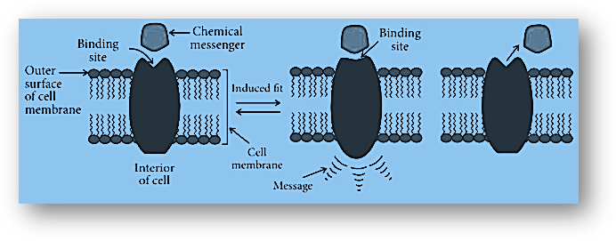 Drugs-target interaction prediction-chemistry in everyday life class 12 notes-anand classes Receptors act as drug targets