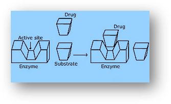The action of the drug in general: to connect to the active site of enzymes, medicines, and substrates compete with one another. Competitive inhibition is the term given to these medications. The medication binds to the enzyme and stops it from binding to the substrate